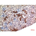 Immunohistochemistry - Anti-NRG1 Antibody (C30717) - Antibodies.com