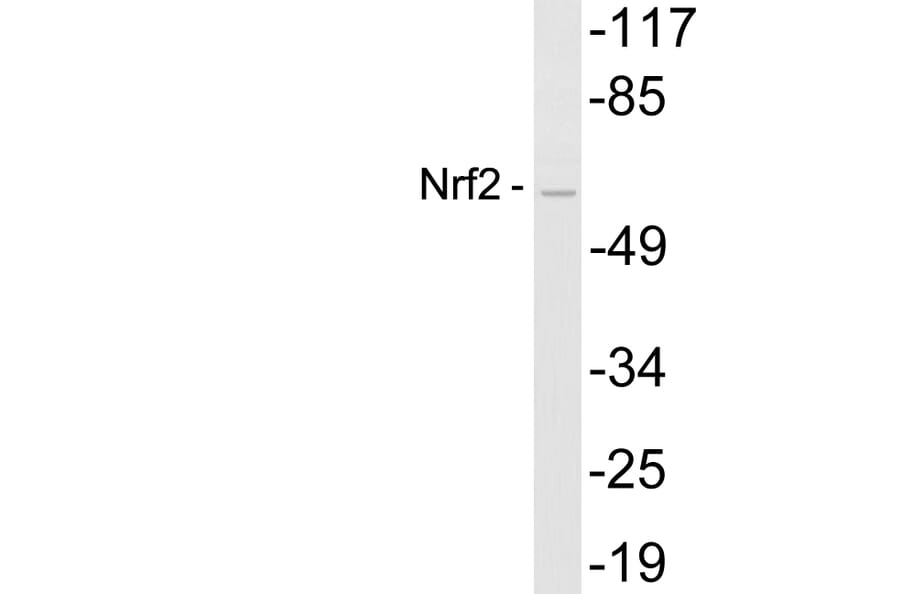 Western Blot - Anti-Nrf2 Antibody (R12-2275) - Antibodies.com