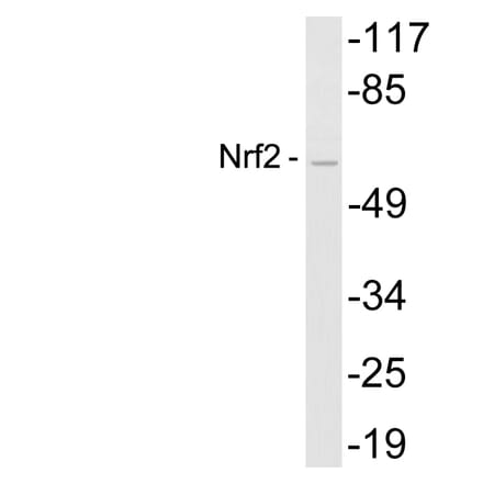 Western Blot - Anti-Nrf2 Antibody (R12-2275) - Antibodies.com