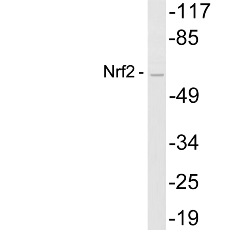 Western Blot - Anti-Nrf2 Antibody (R12-2275) - Antibodies.com
