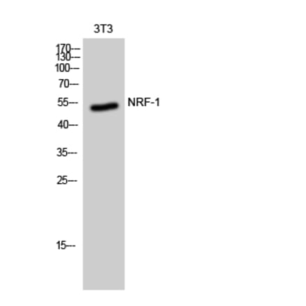 Western Blot - Anti-NRF1 Antibody (C20962) - Antibodies.com