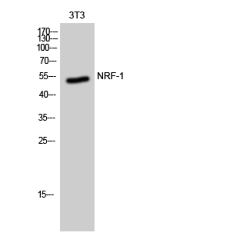 Western Blot - Anti-NRF1 Antibody (C20962) - Antibodies.com