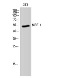 Western Blot - Anti-NRF1 Antibody (C20962) - Antibodies.com