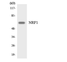 Western Blot - Anti-NRF1 Antibody (R12-3106) - Antibodies.com