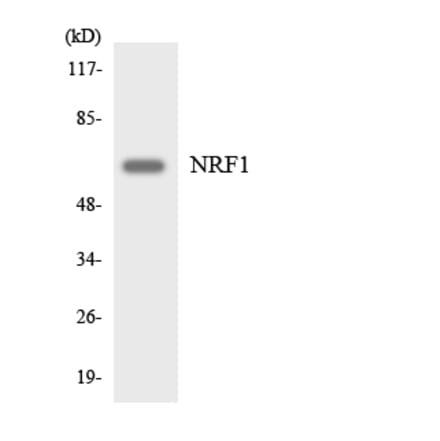 Western Blot - Anti-NRF1 Antibody (R12-3106) - Antibodies.com