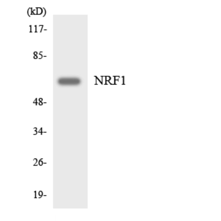 Western Blot - Anti-NRF1 Antibody (R12-3106) - Antibodies.com