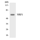 Western Blot - Anti-NRF1 Antibody (R12-3106) - Antibodies.com