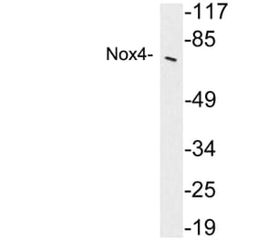 Western Blot - Anti-Nox4 Antibody (R12-2272) - Antibodies.com