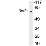 Western Blot - Anti-Nox4 Antibody (R12-2272) - Antibodies.com