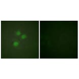 Immunofluorescence - Anti-NIFK Antibody (B1106) - Antibodies.com