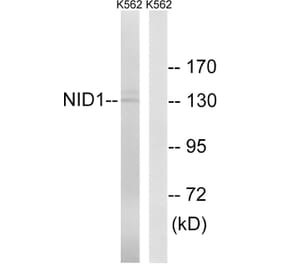 Western Blot - Anti-NID1 Antibody (C17049) - Antibodies.com