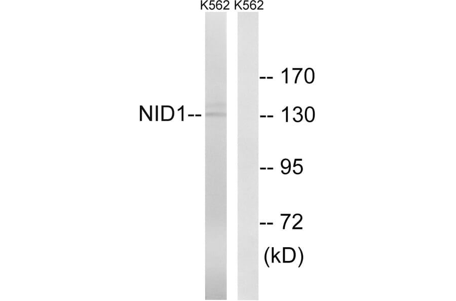 Western Blot - Anti-NID1 Antibody (C17049) - Antibodies.com