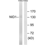 Western Blot - Anti-NID1 Antibody (C17049) - Antibodies.com