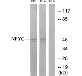 Western Blot - Anti-NFYC Antibody (C17136) - Antibodies.com