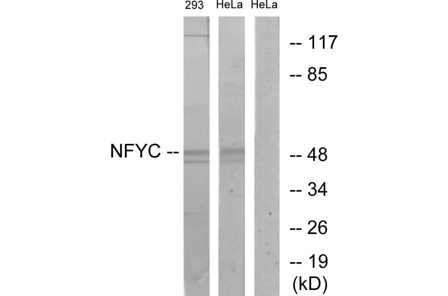 Western Blot - Anti-NFYC Antibody (C17136) - Antibodies.com
