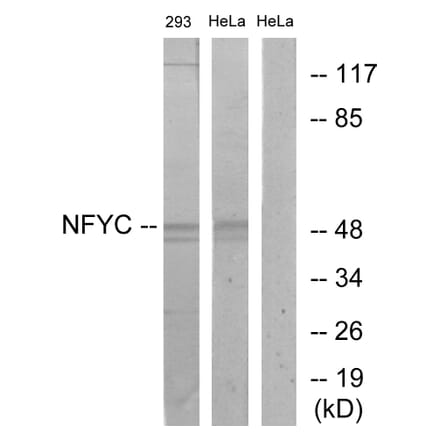 Western Blot - Anti-NFYC Antibody (C17136) - Antibodies.com