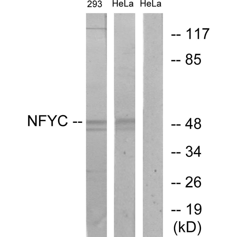 Western Blot - Anti-NFYC Antibody (C17136) - Antibodies.com