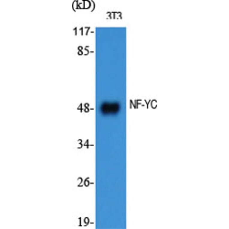 Western Blot - Anti-NFYC Antibody (C17136) - Antibodies.com
