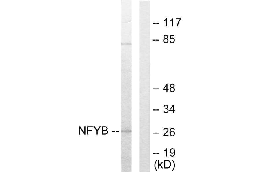 Western Blot - Anti-NFYB Antibody (C10477) - Antibodies.com