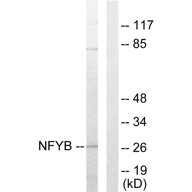 Western Blot - Anti-NFYB Antibody (C10477) - Antibodies.com