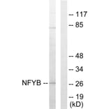 Western Blot - Anti-NFYB Antibody (C10477) - Antibodies.com