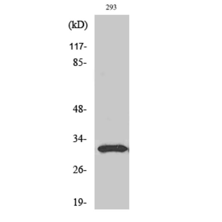 Western Blot - Anti-NFYB Antibody (C10477) - Antibodies.com