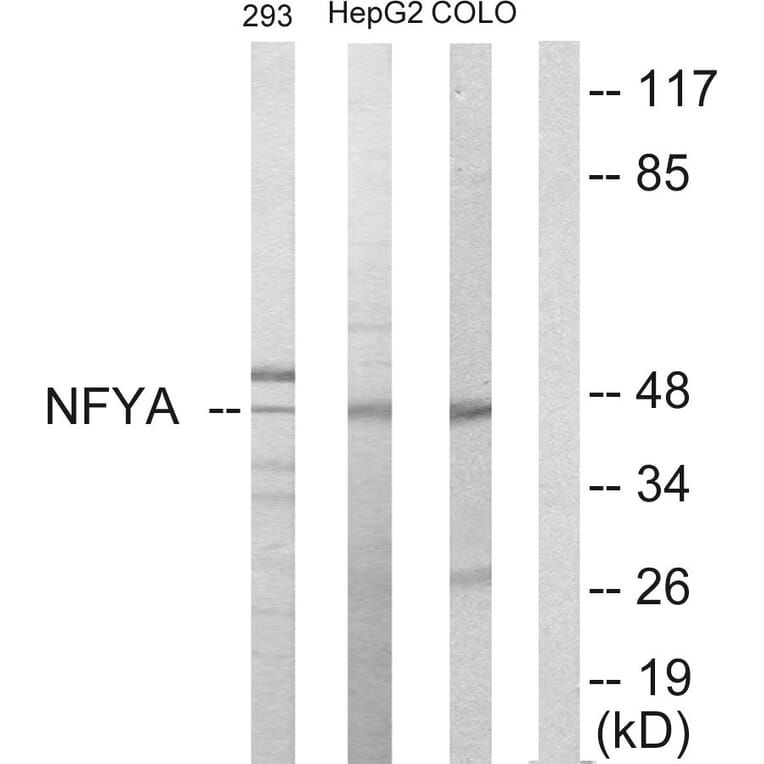Western Blot - Anti-NFYA Antibody (C10461) - Antibodies.com