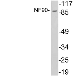 Western Blot - Anti-NF90 Antibody (R12-2260) - Antibodies.com