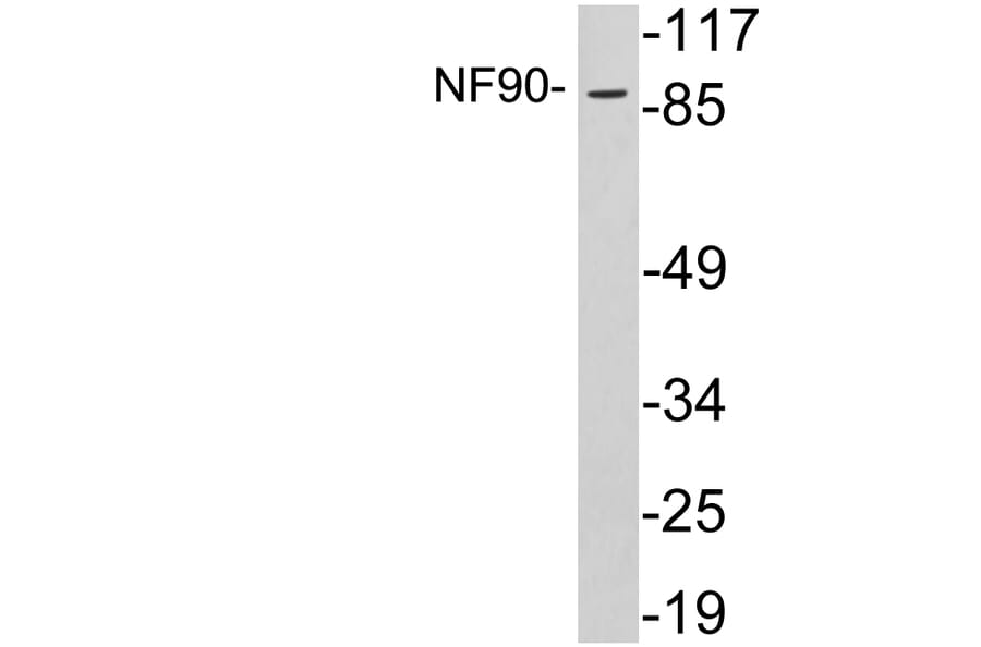 Western Blot - Anti-NF90 Antibody (R12-2260) - Antibodies.com