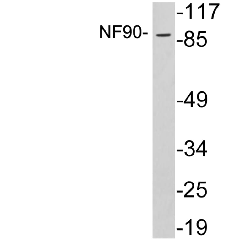 Western Blot - Anti-NF90 Antibody (R12-2260) - Antibodies.com