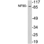 Western Blot - Anti-NF90 Antibody (R12-2260) - Antibodies.com