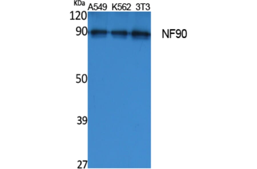 Western Blot - Anti-NF90 Antibody (R12-2260) - Antibodies.com