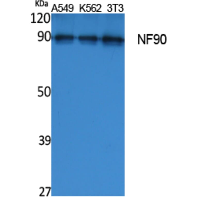 Western Blot - Anti-NF90 Antibody (R12-2260) - Antibodies.com