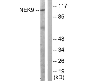 Western Blot - Anti-NEK9 Antibody (B1159) - Antibodies.com