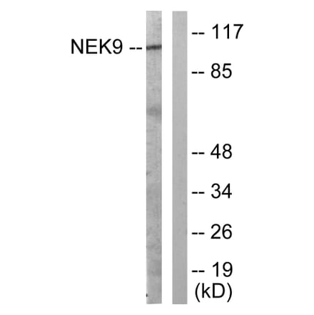 Western Blot - Anti-NEK9 Antibody (B1159) - Antibodies.com