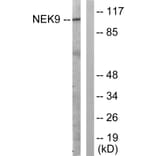 Western Blot - Anti-NEK9 Antibody (B1159) - Antibodies.com