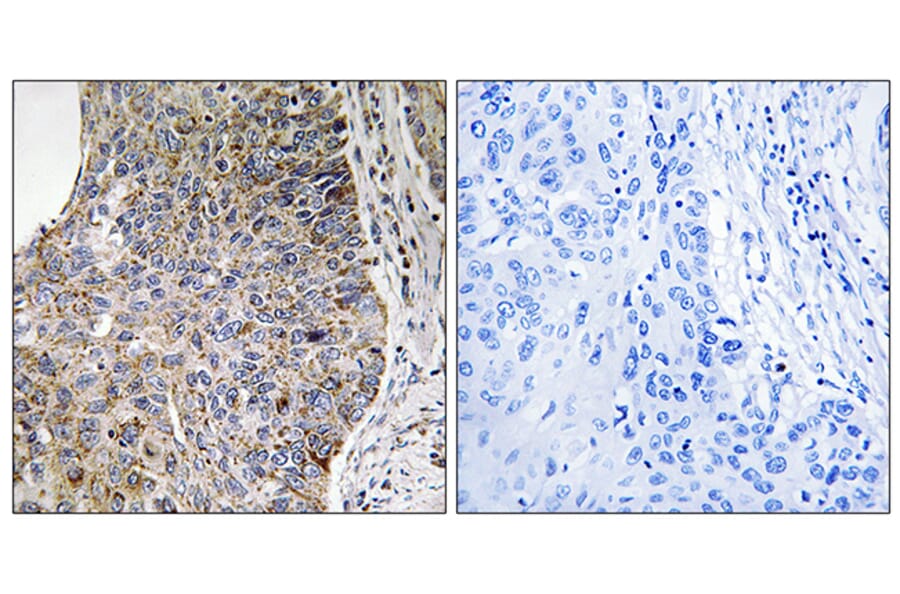 Immunohistochemistry - Anti-NEK7 Antibody (C18583) - Antibodies.com