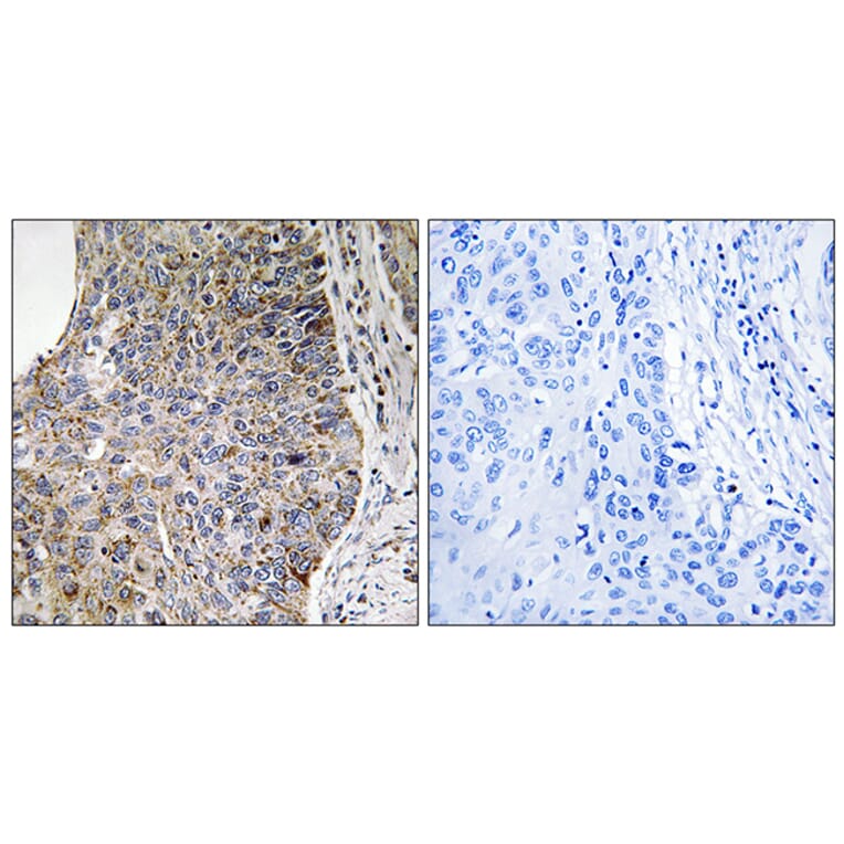 Immunohistochemistry - Anti-NEK7 Antibody (C18583) - Antibodies.com