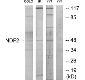 Western Blot - Anti-NDF2 Antibody (C11108) - Antibodies.com