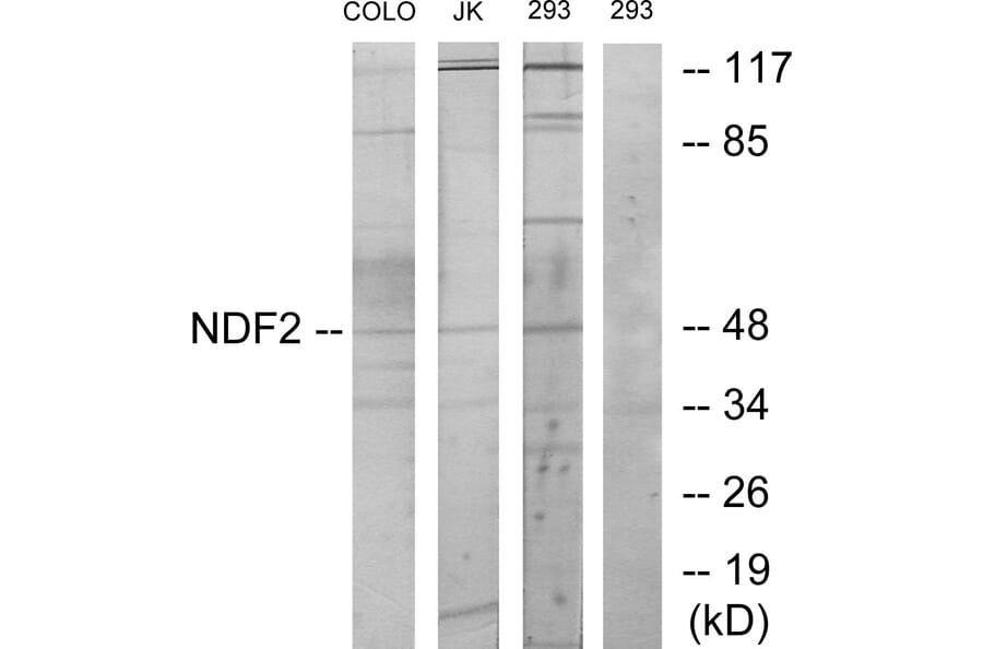 Western Blot - Anti-NDF2 Antibody (C11108) - Antibodies.com