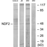 Western Blot - Anti-NDF2 Antibody (C11108) - Antibodies.com