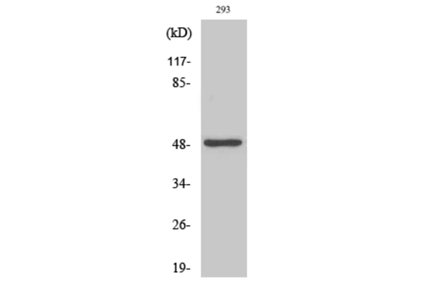 Western Blot - Anti-NDF2 Antibody (C11108) - Antibodies.com