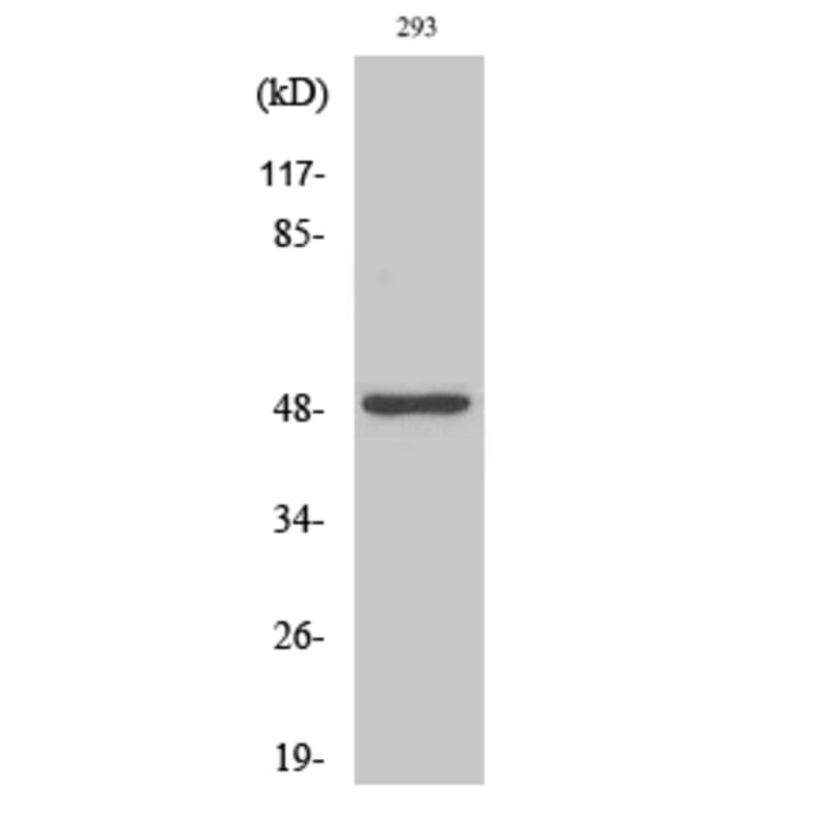 Western Blot - Anti-NDF2 Antibody (C11108) - Antibodies.com