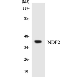 Western Blot - Anti-NDF2 Antibody (R12-3080) - Antibodies.com