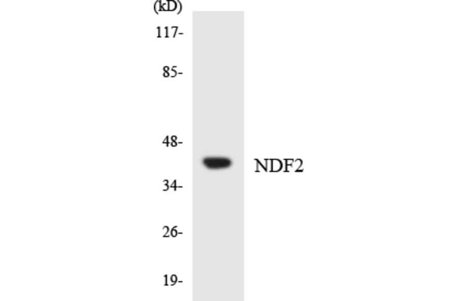 Western Blot - Anti-NDF2 Antibody (R12-3080) - Antibodies.com