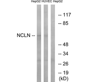 Western Blot - Anti-NCLN Antibody (C17048) - Antibodies.com