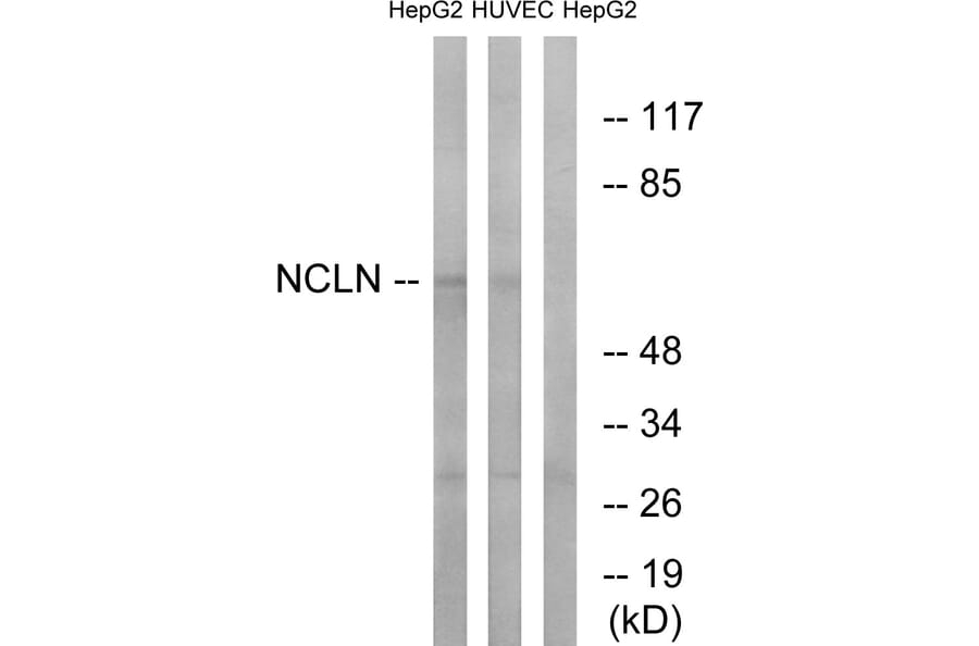 Western Blot - Anti-NCLN Antibody (C17048) - Antibodies.com