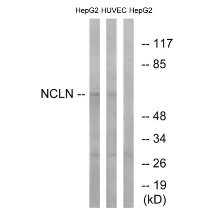 Western Blot - Anti-NCLN Antibody (C17048) - Antibodies.com