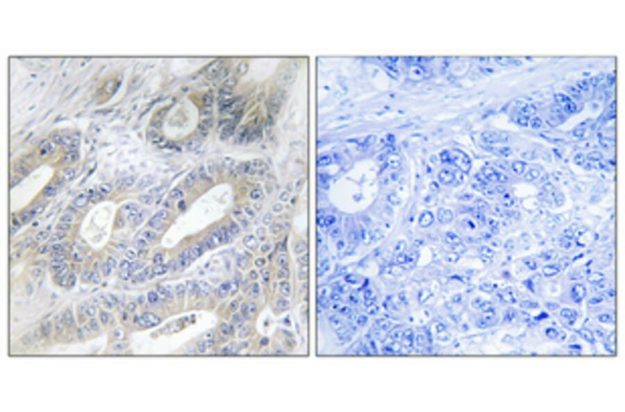 Immunohistochemistry - Anti-NCLN Antibody (C17048) - Antibodies.com