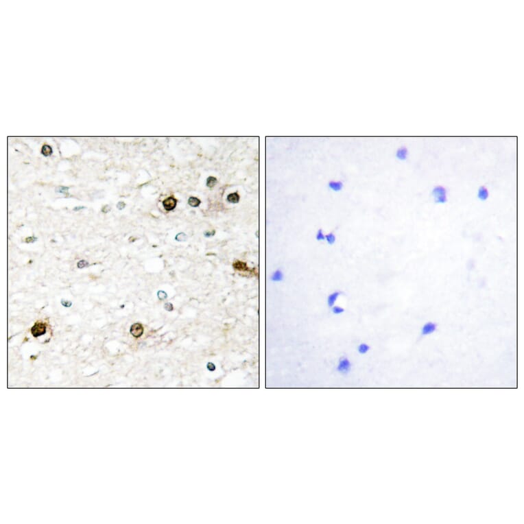 Immunohistochemistry - Anti-NAB2 Antibody (C11102) - Antibodies.com